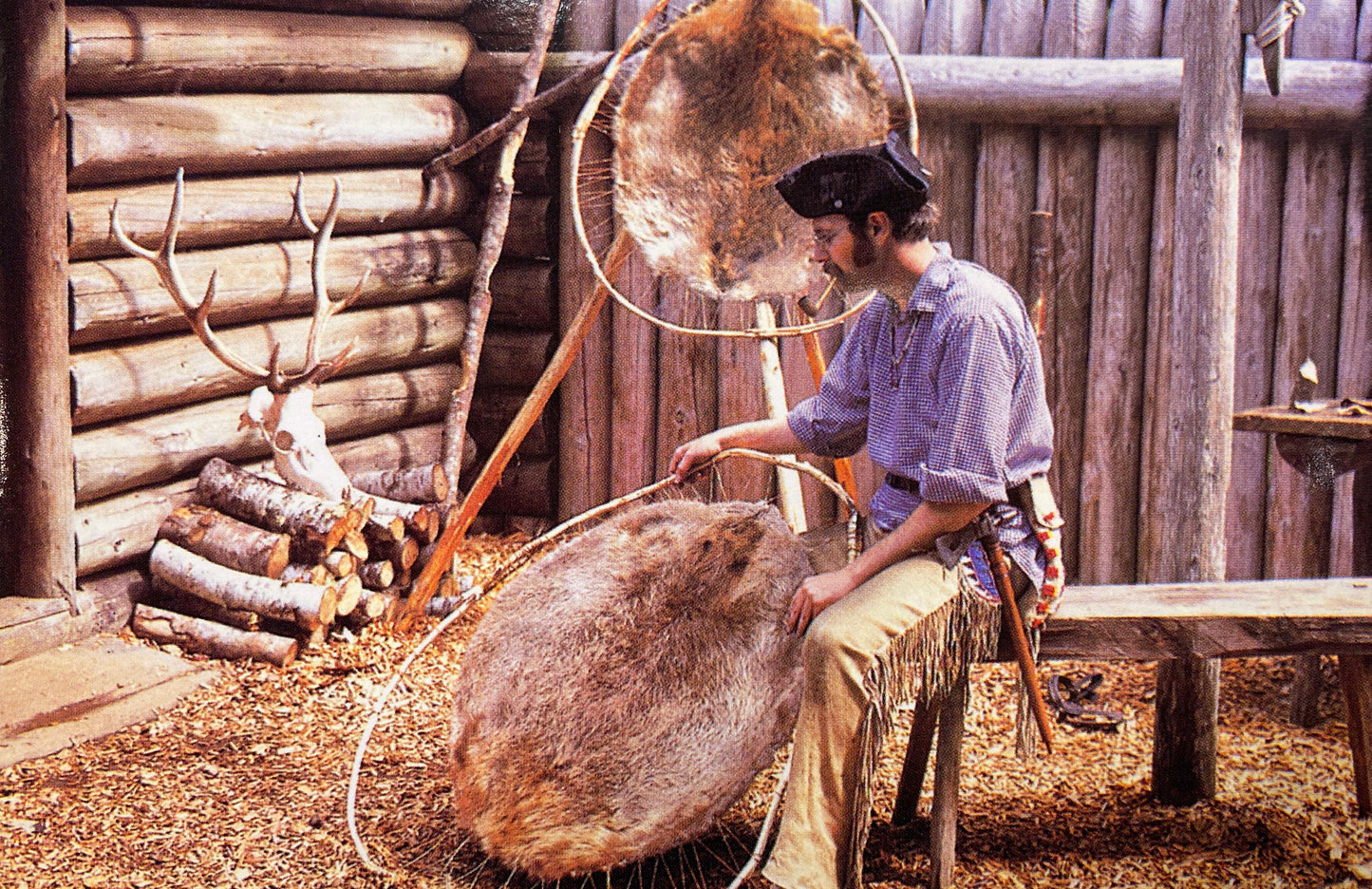 A ranger dressed in historical clothing holds a beaver skin in a stretching ring.