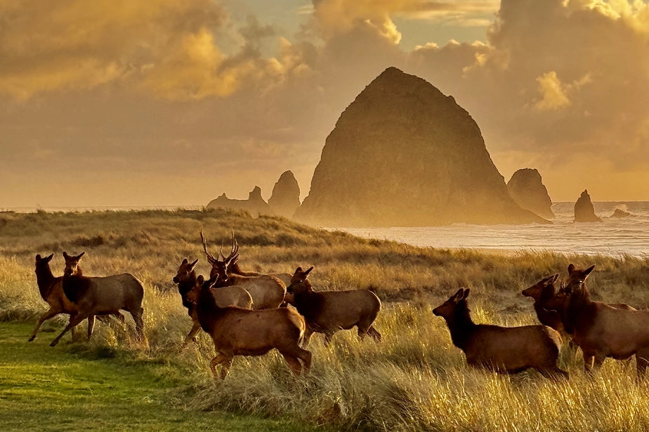 Postcard: Haystack Herd