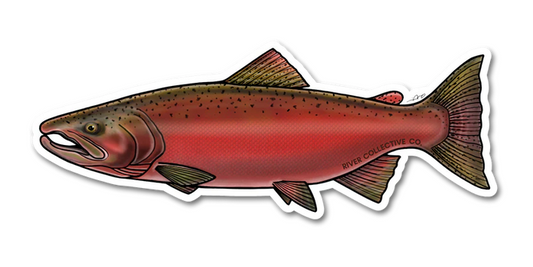 Chinook Salmon (Spawn) Decal