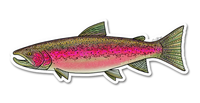 Steelhead Decal