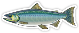 Coho Salmon (chrome) Decal