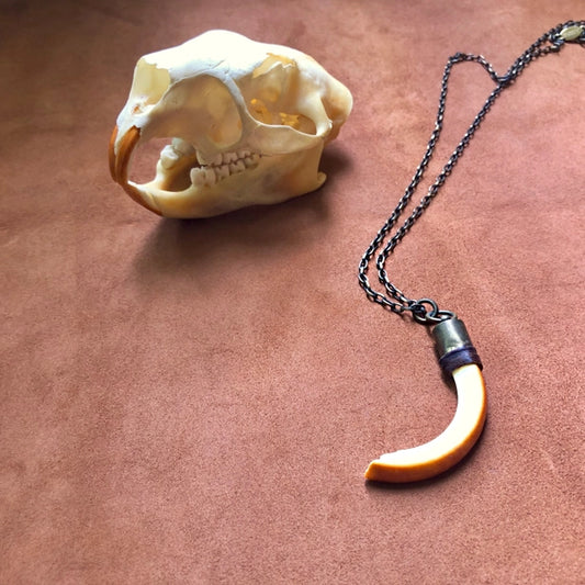 Necklace: Beaver Tooth
