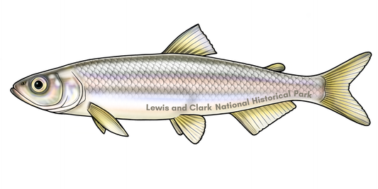 Candlefish Decal w/ Lewis and Clark National Historical Park