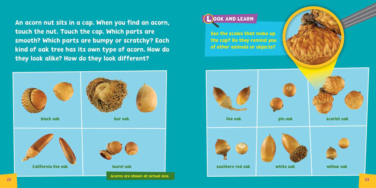 Look and Learn Nature Detective by Sarah Parvis: Novelty; 64 pages / English